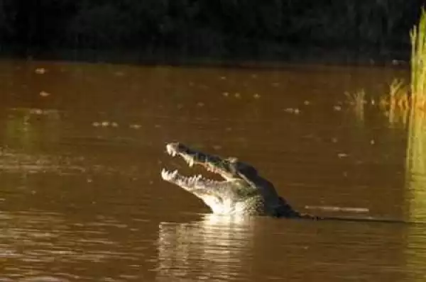 Unbelievable! Crocodile Snatches and Eats Young Footballer During Training Near a River...Shocking Details